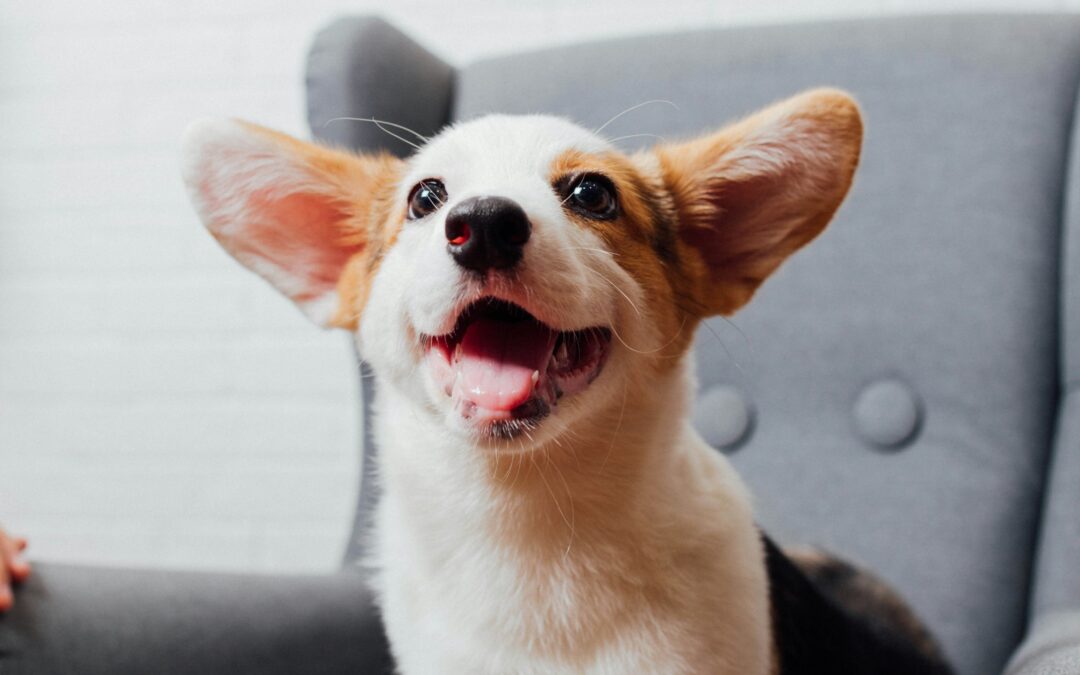 Professional Puppy Training Gives Your Dog the Best Start
