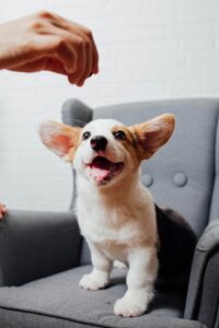 Professional Puppy Training Gives Your Dog the Best Start