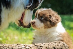 Professional Puppy Training Gives Your Dog the Best Start